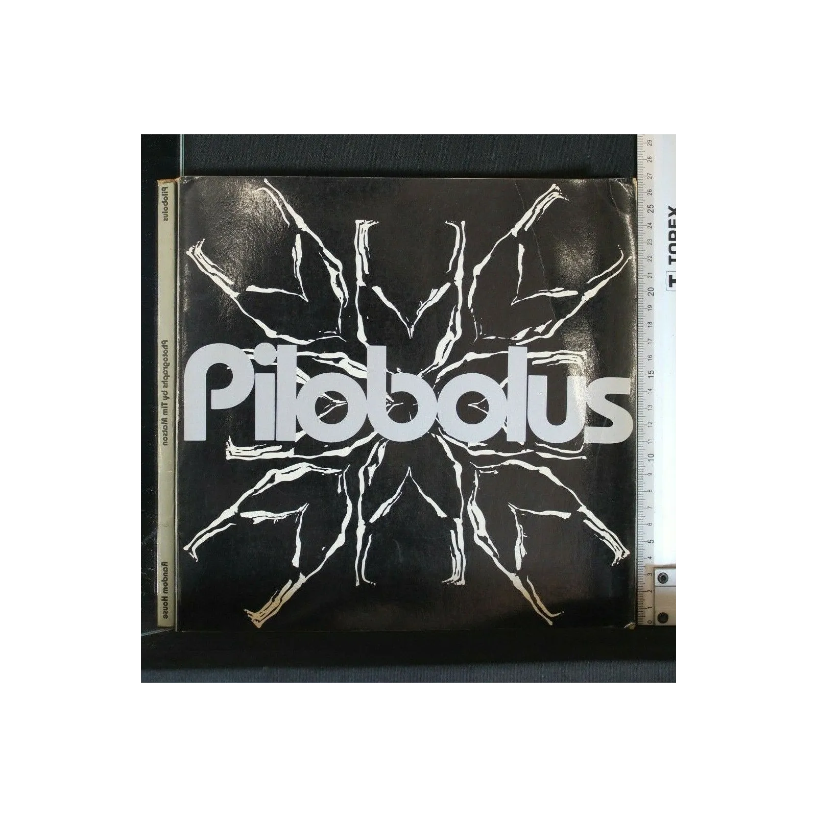 PILOBOLUS