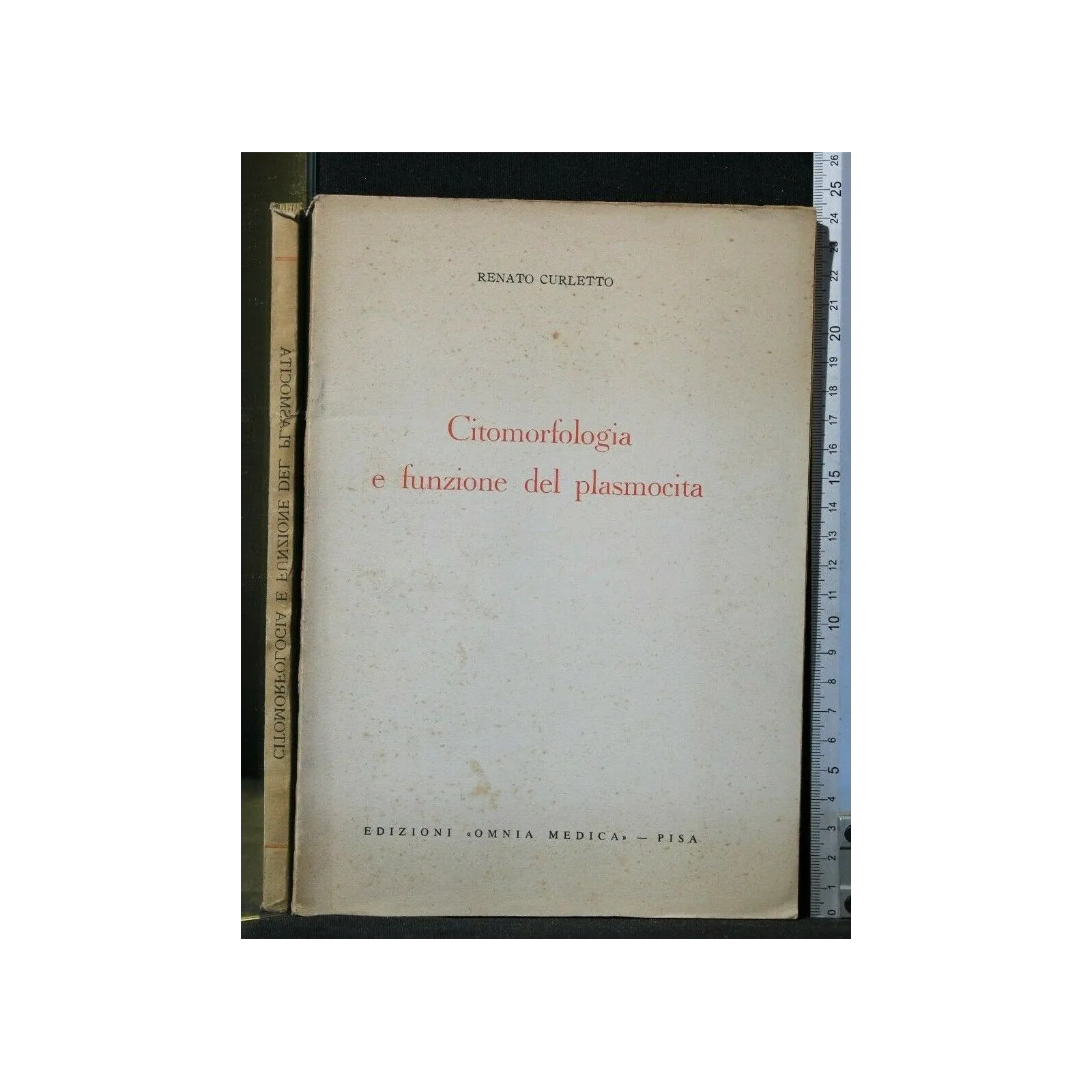 CITOMORFOLOGIA E FUNZIONE DEL PLASMOCITA