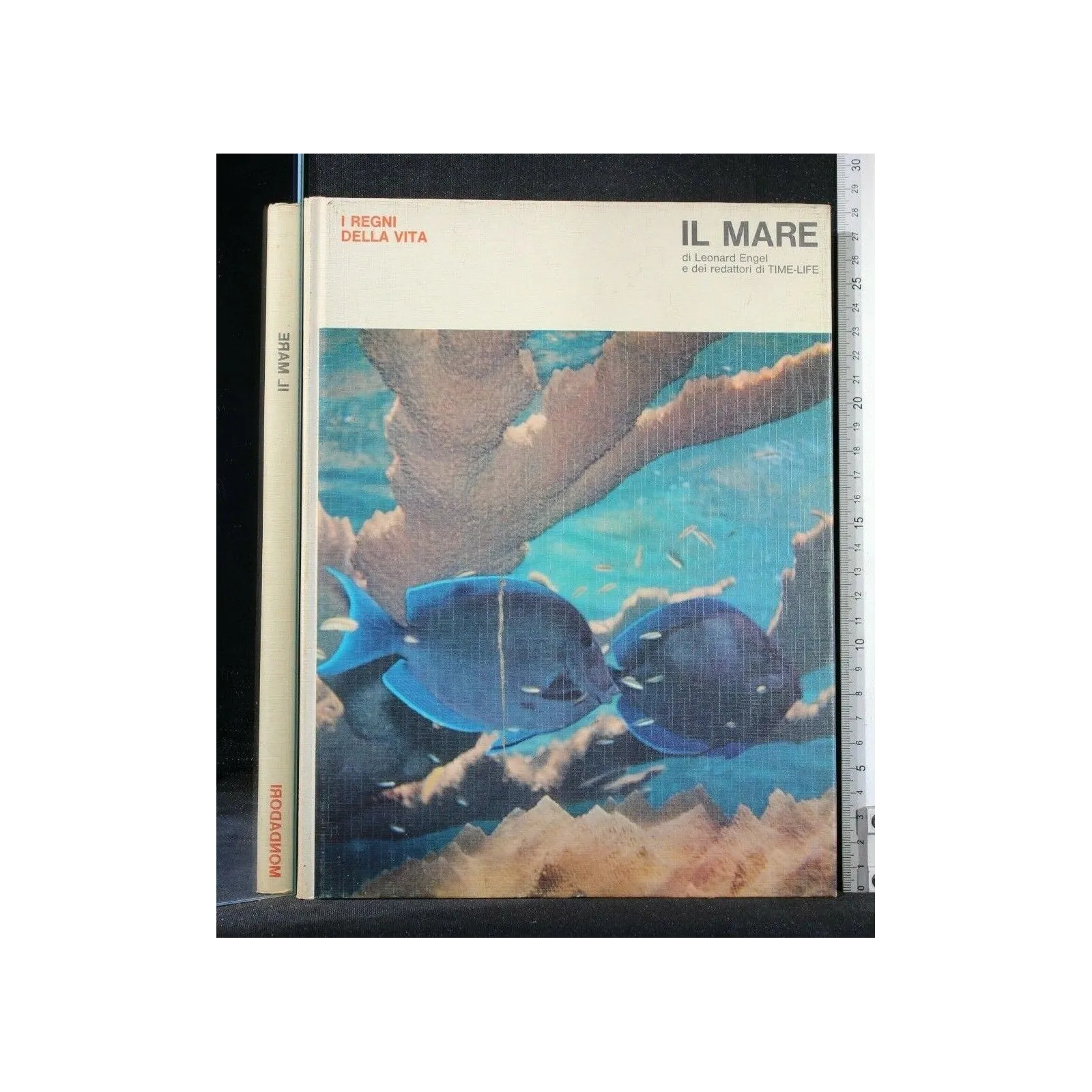 I REGNI DELLA VITA IL MARE