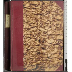 L'opera dei mendicanti