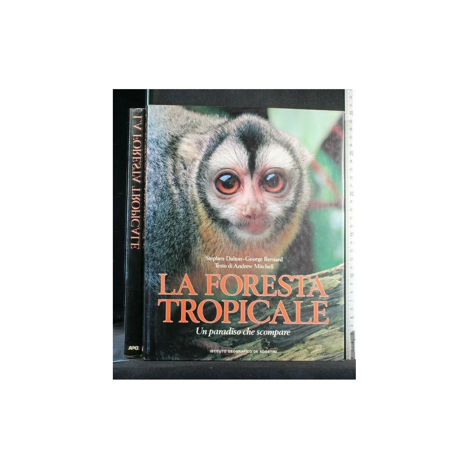 LA FORESTA TROPICALE