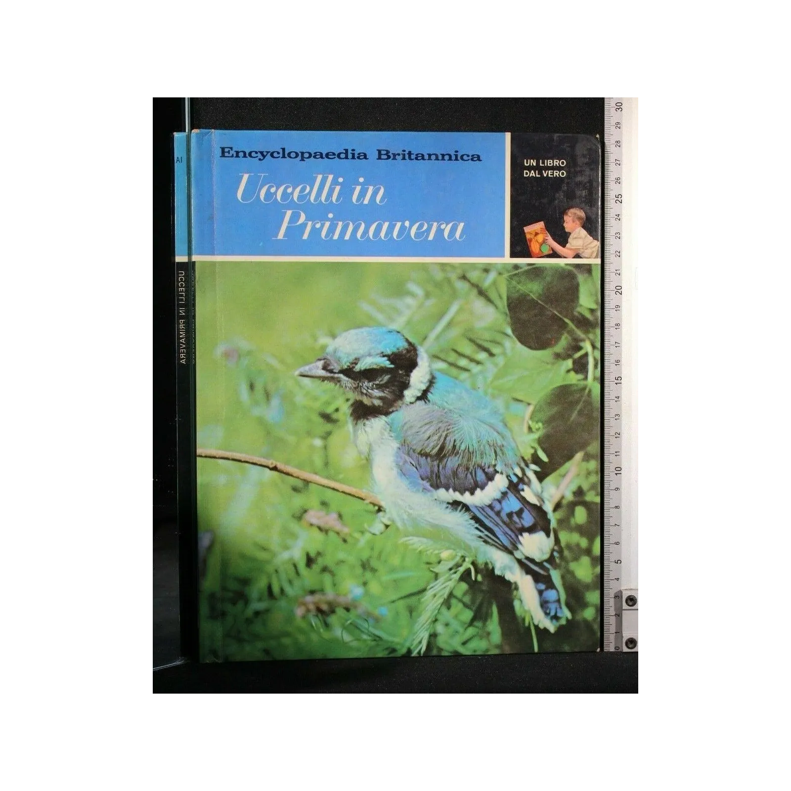 UN LIBRO DAL VERO UCCELLI IN PRIMAVERA