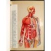 Tavole Trans vision. Corpo Umano