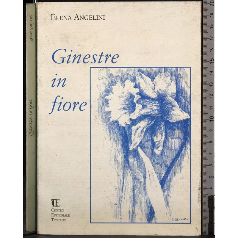 Ginestre in fiore