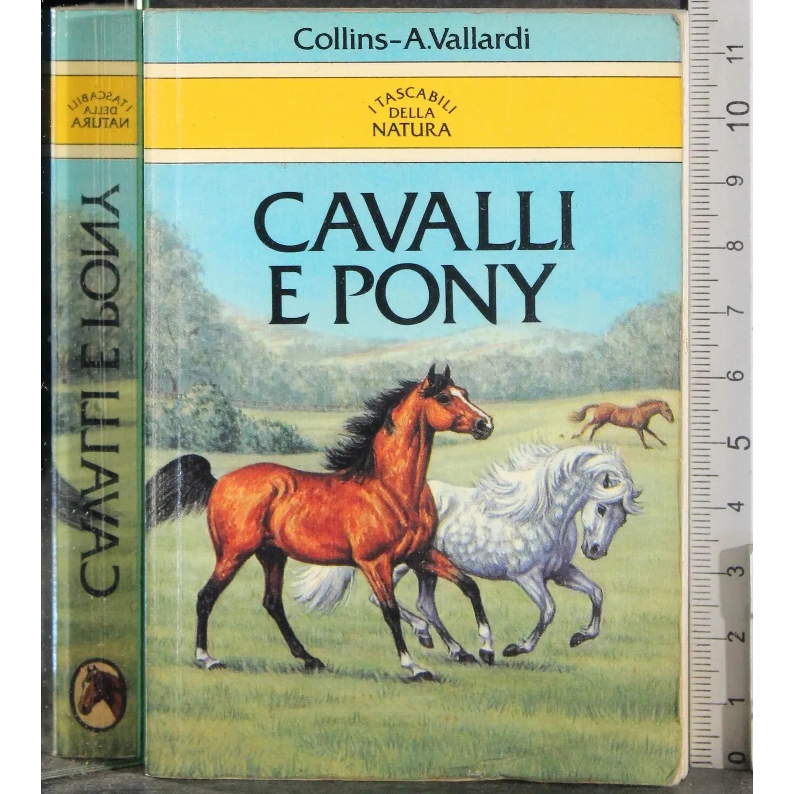 Cavalli e pony