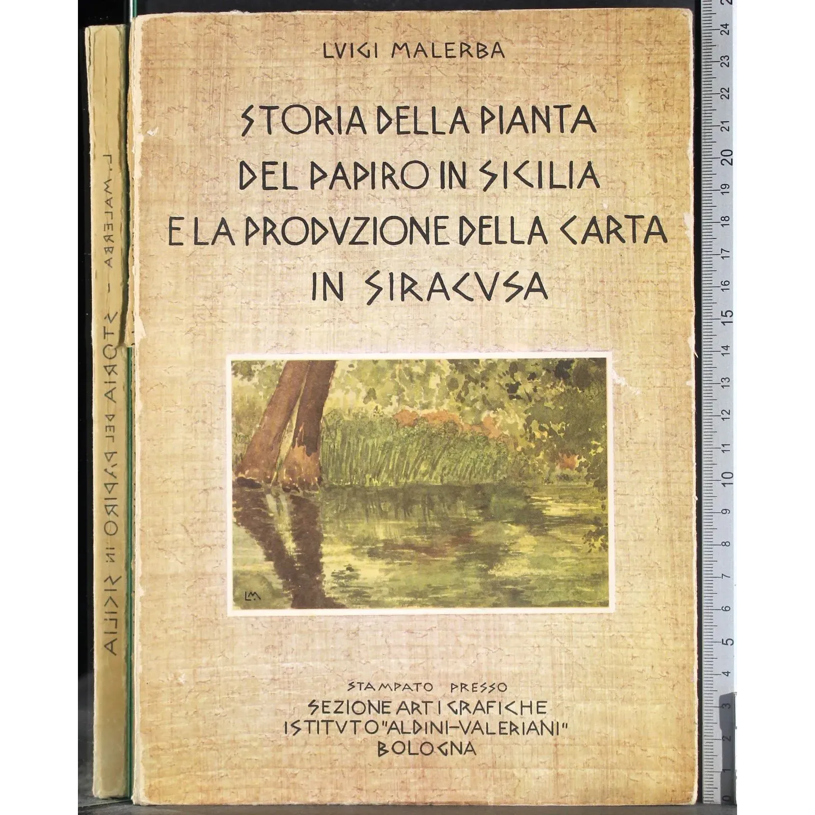 Storia pianta papiro Sicilia e produzione carta Siracusa