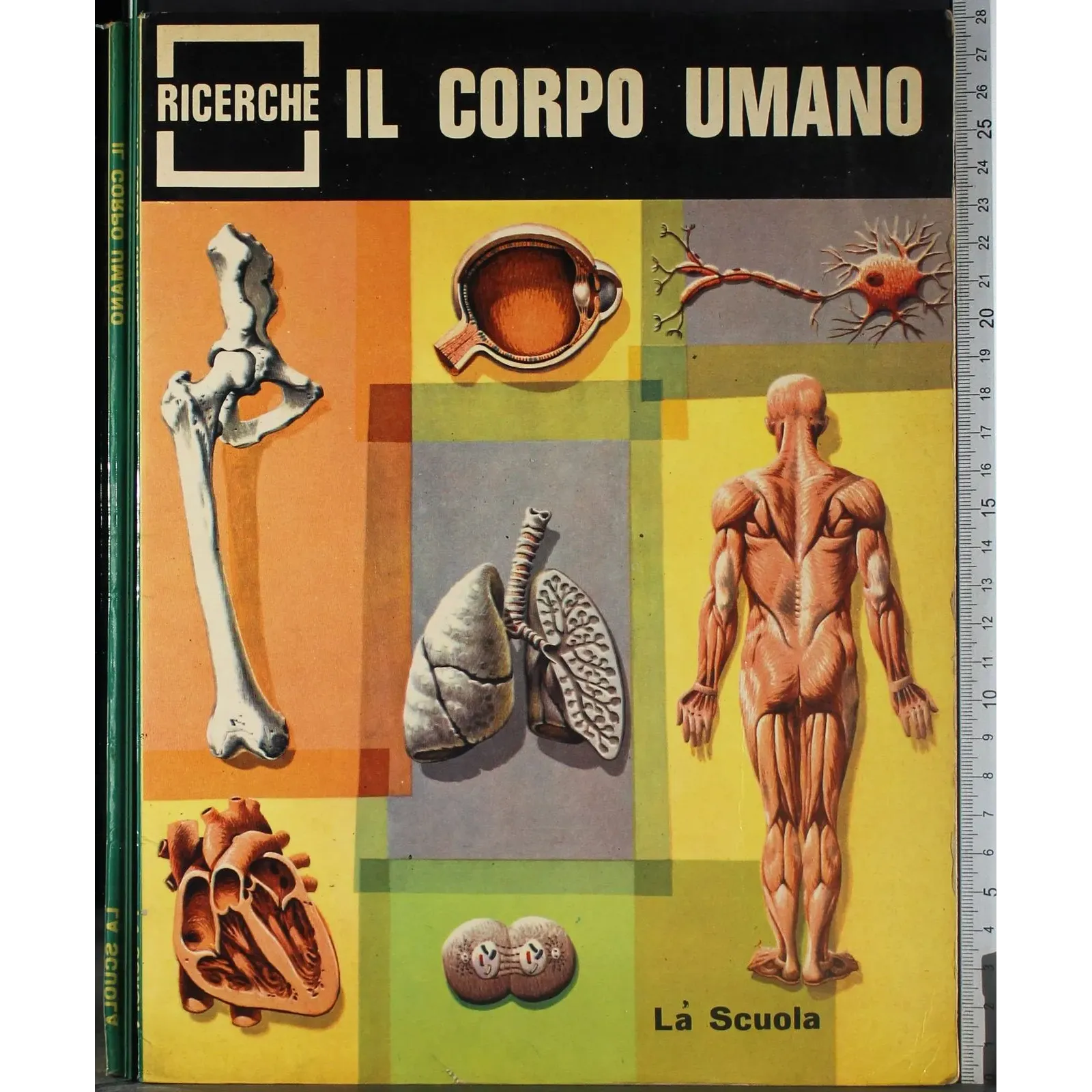 Il corpo umano