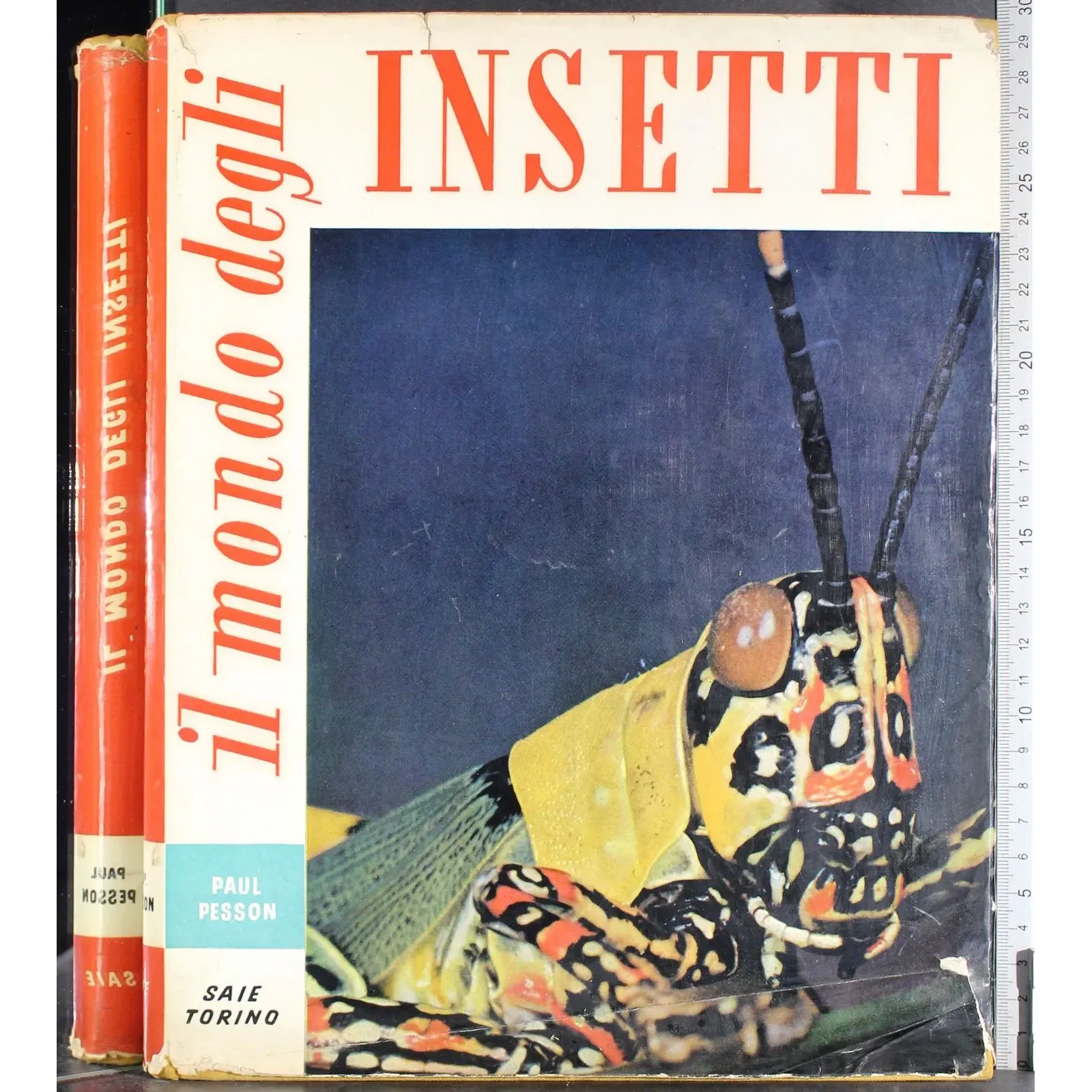 Il mondo degli insetti
