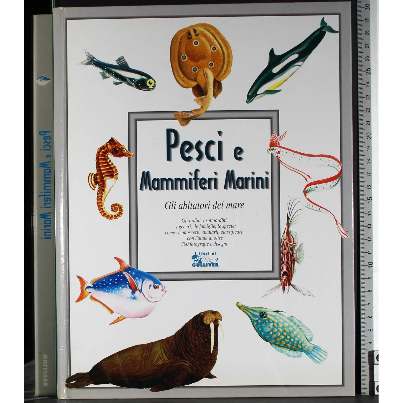 Pesci e mammiferi marini. Gloi abitatori del mare