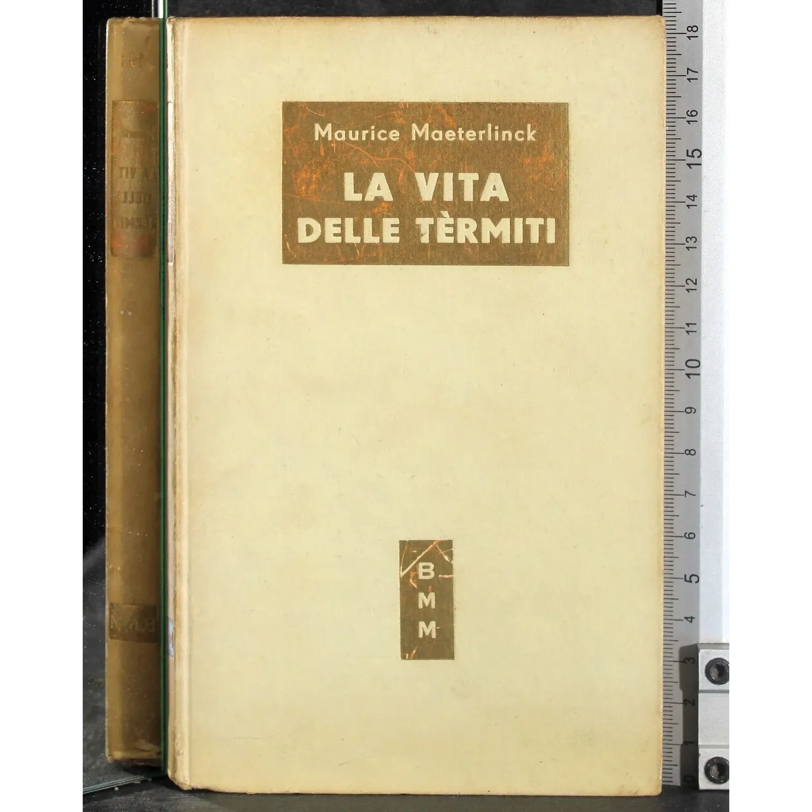 La vita delle termiti