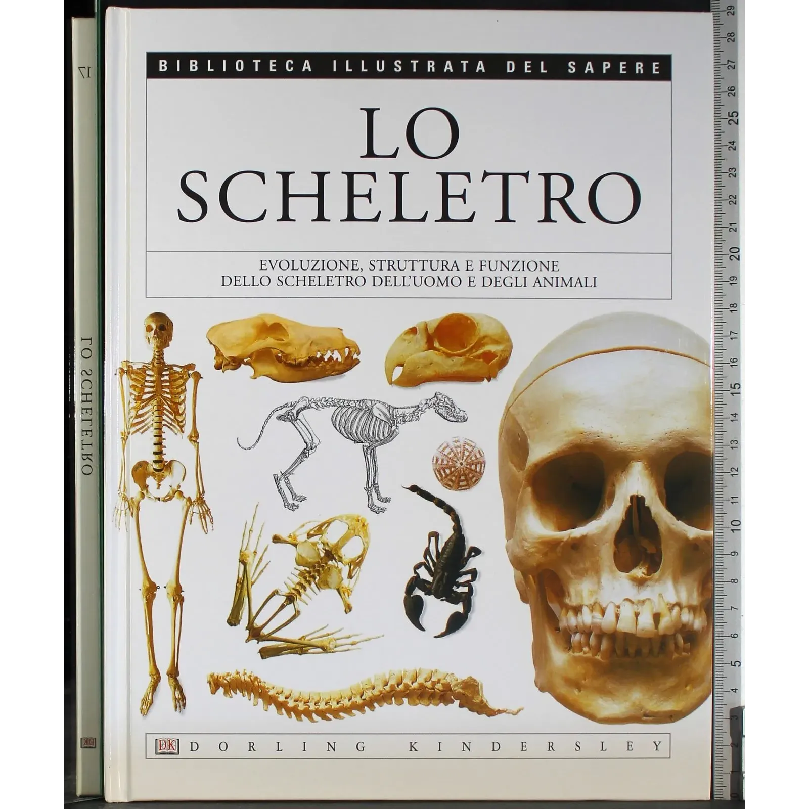 Biblioteca illustrata del sapere 17. Lo scheletro