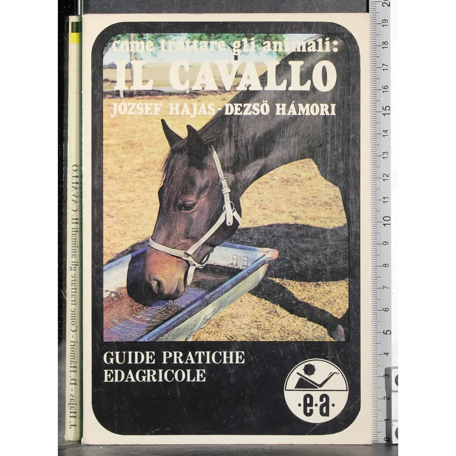 Come trattare gli animali: Il cavallo