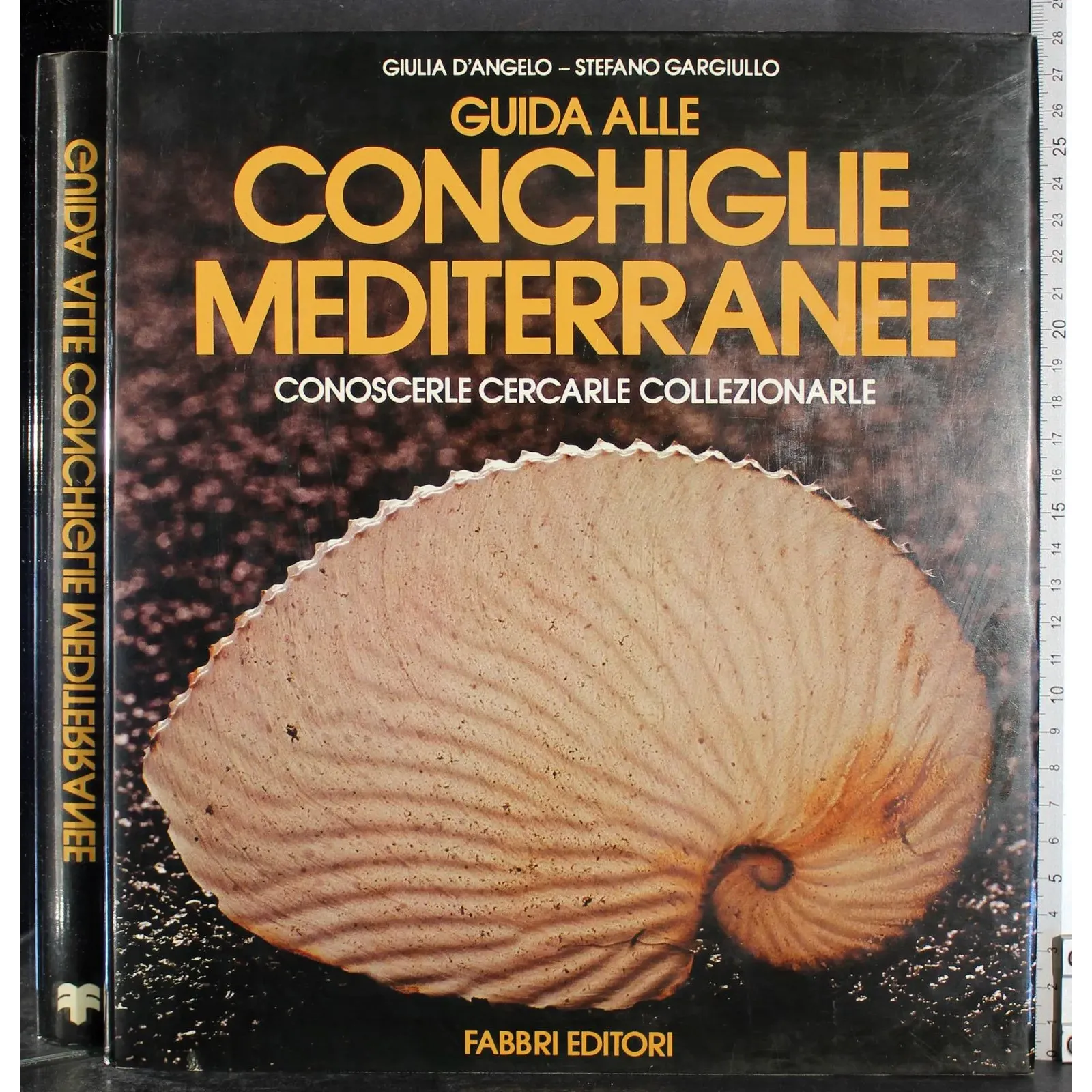 Guide alle conchiglie mediterranee