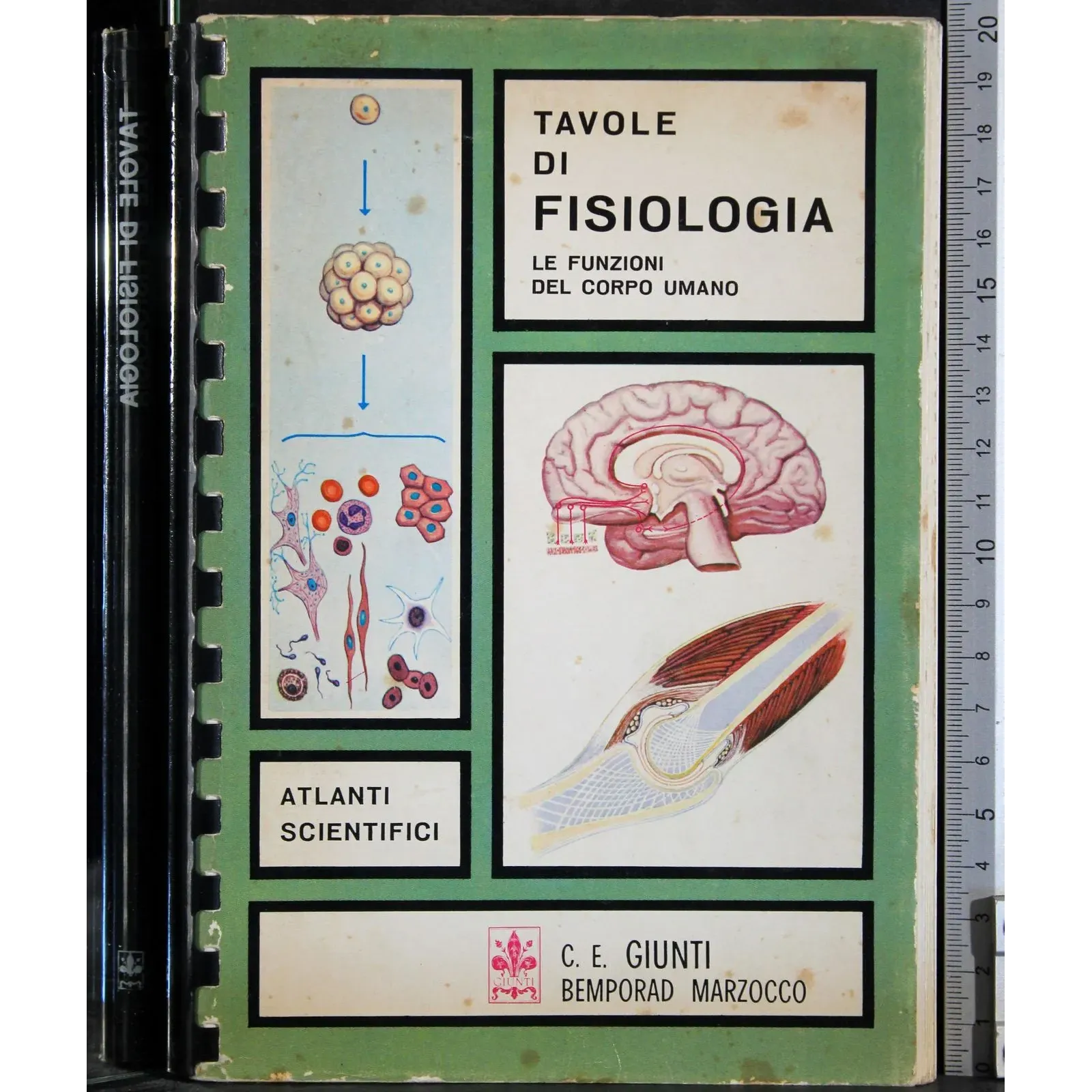 Tavole di fisiologia