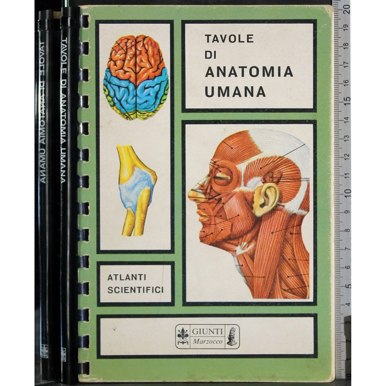 Tavole di anatomia umana