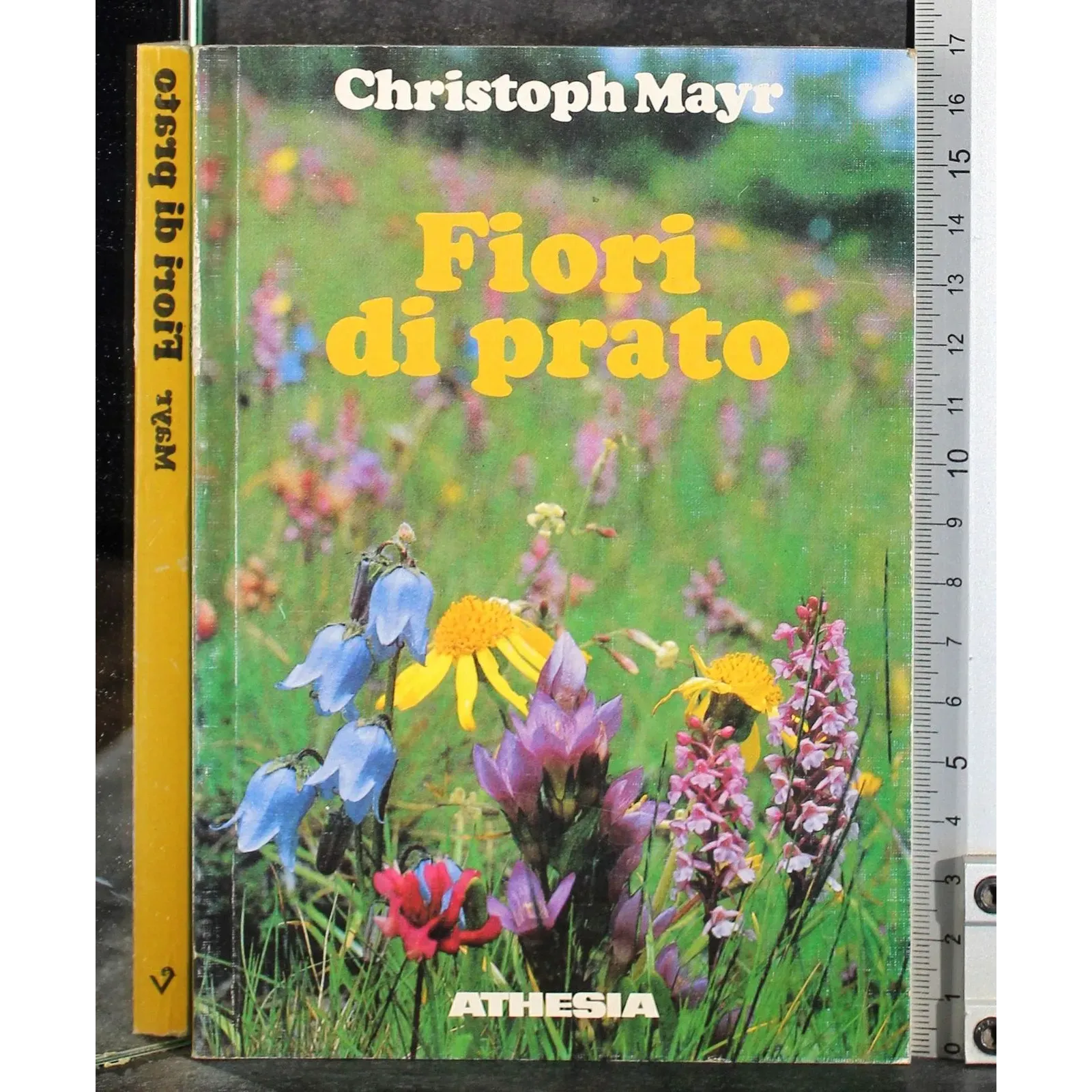 Fiori di prato