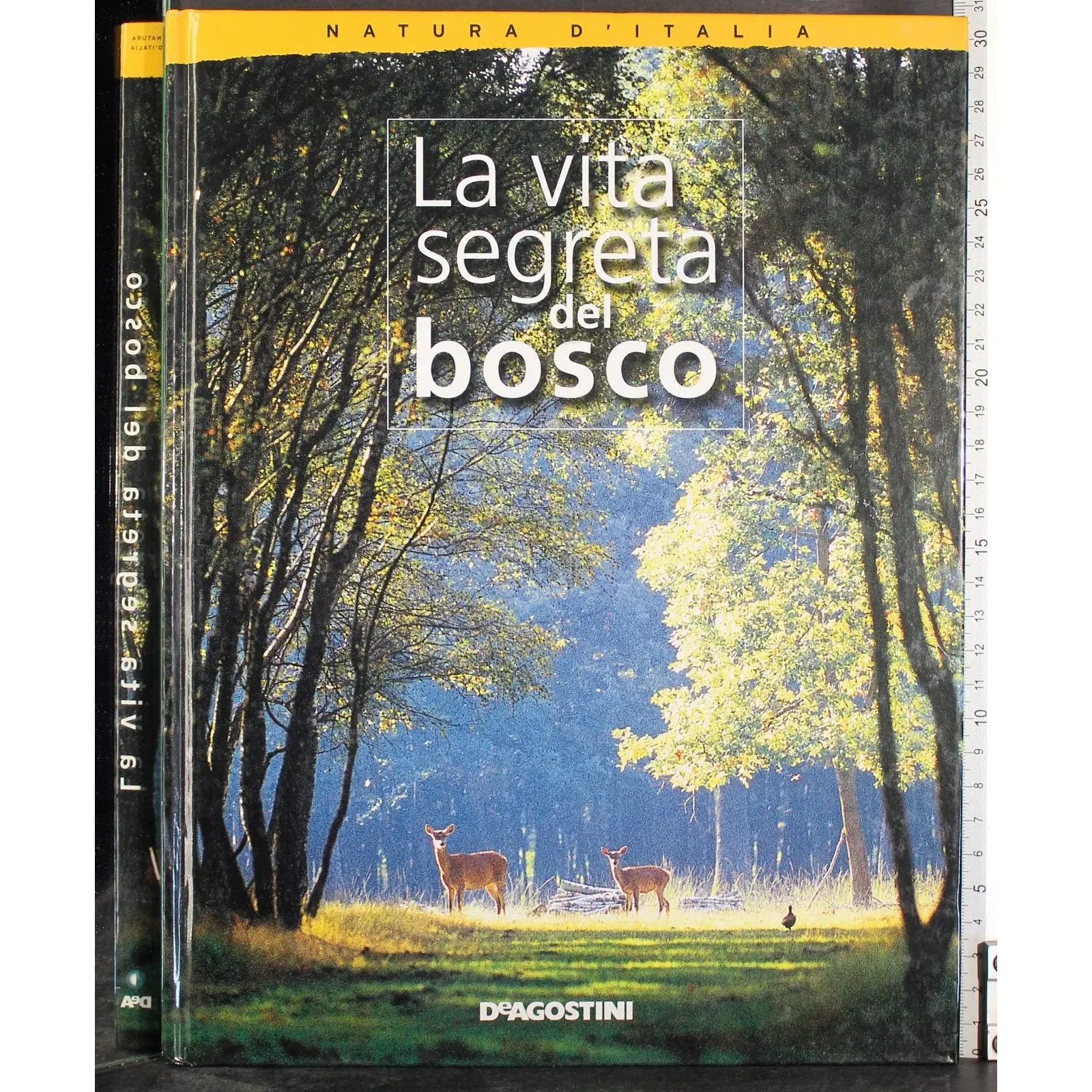 La vita segreta del bosco