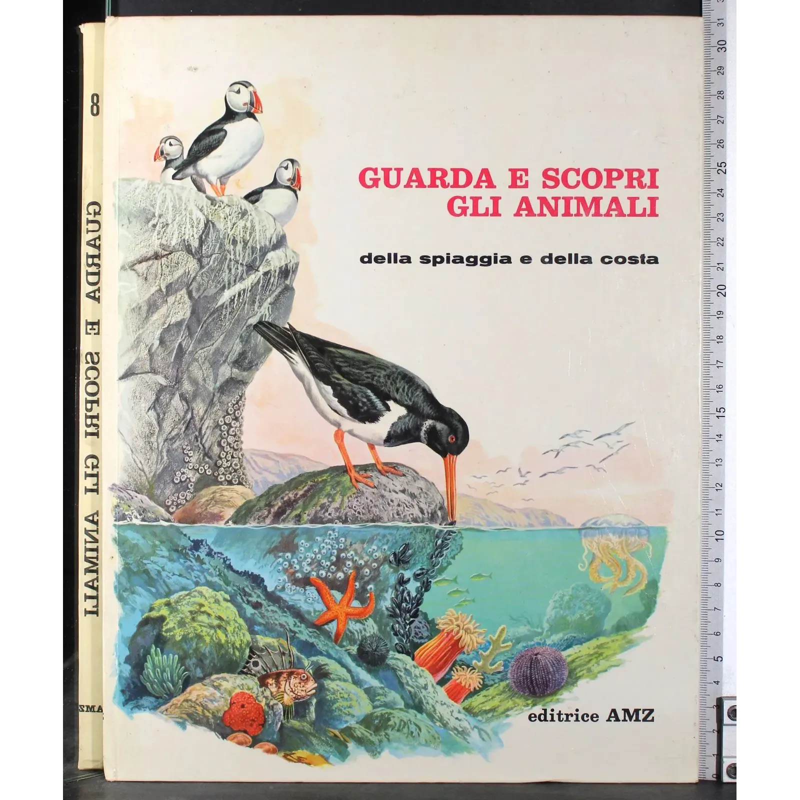 Guarda e scopri gli animali dalla spiaggia e dalla costa