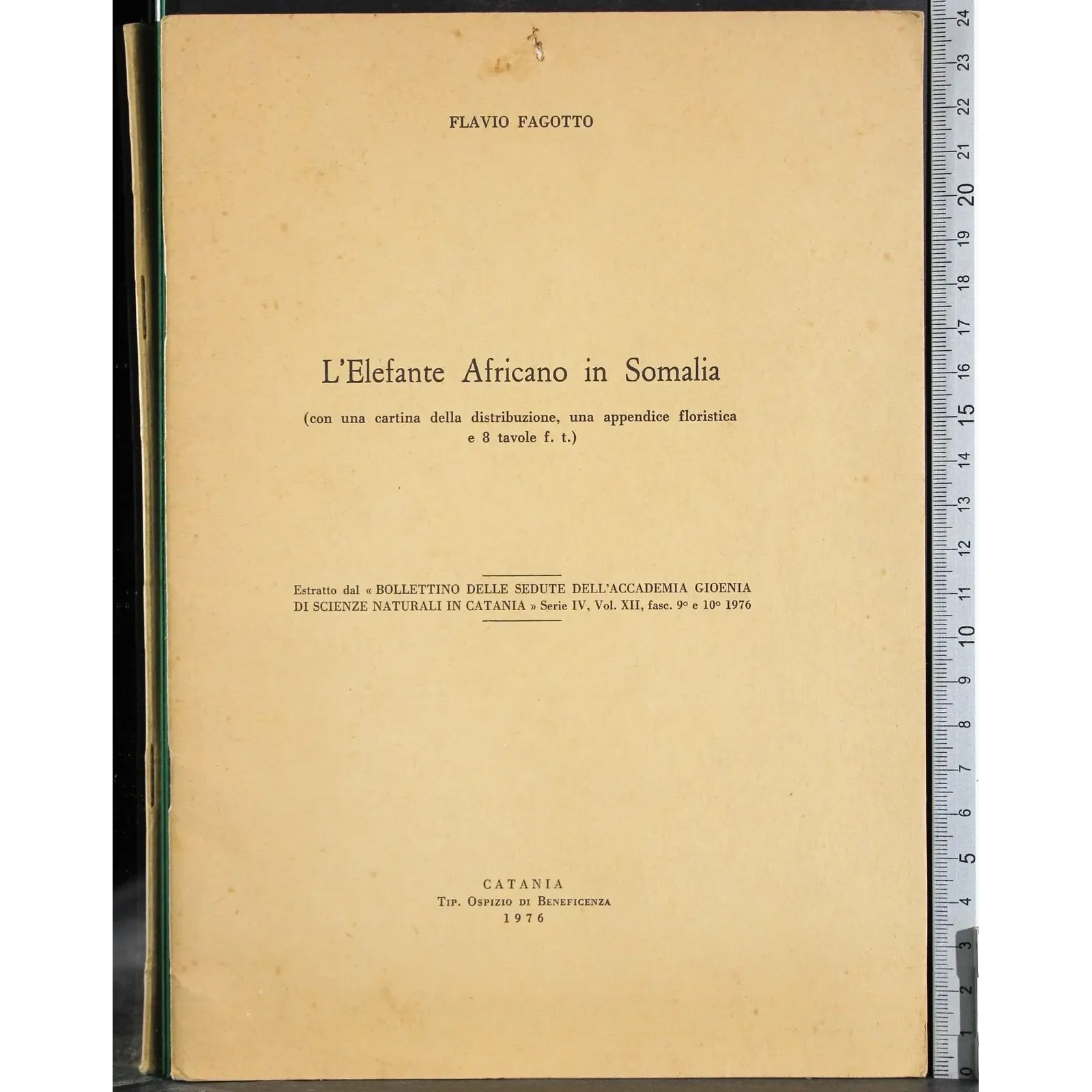 L'Elefante Africano in Somalia