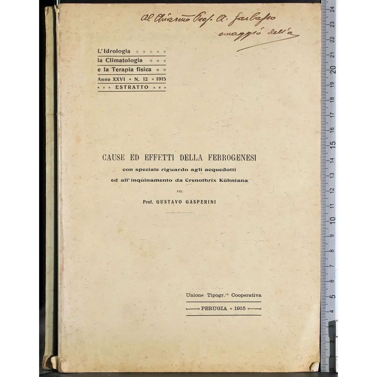 Cause ed effetti della ferrogenesi