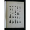 ATTI DELLA SOCIETA' TOSCANA DI SCIENZE NATURALI VOLUME XXXII