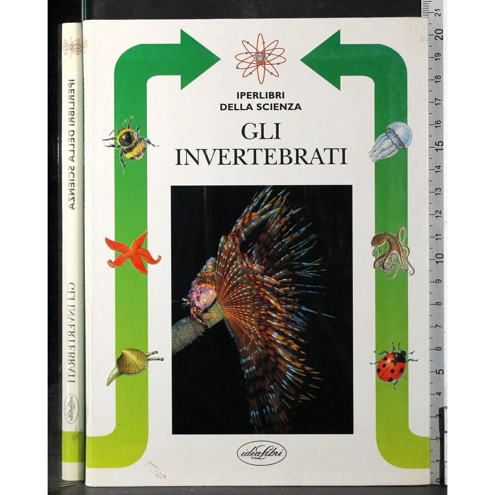 Gli invertebrati