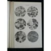 ATTI DELLA SOCIETA' TOSCANA DI SCIENZE NATURALI VOLUME XXXI