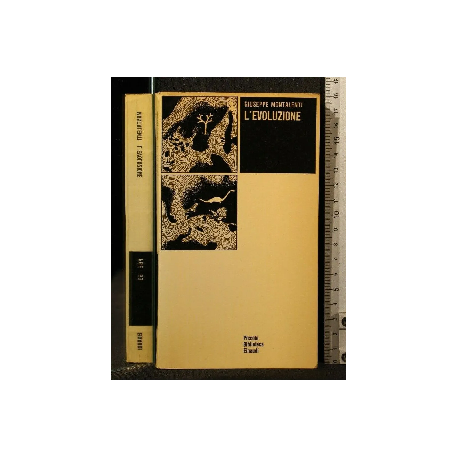 L'EVOLUZIONE _x000D_