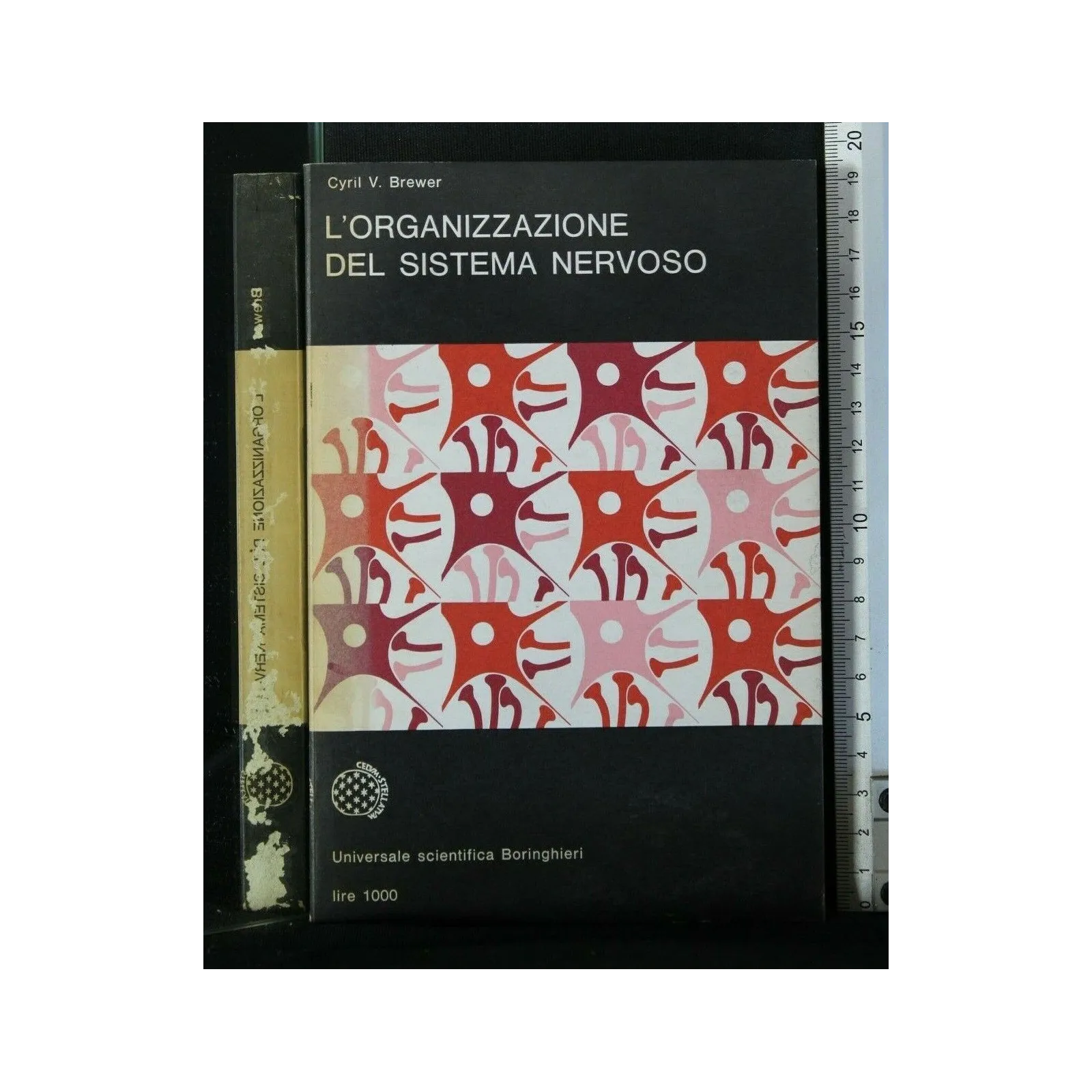 L'ORGANIZZAZIONE DEL SISTEMA NERVOSO
